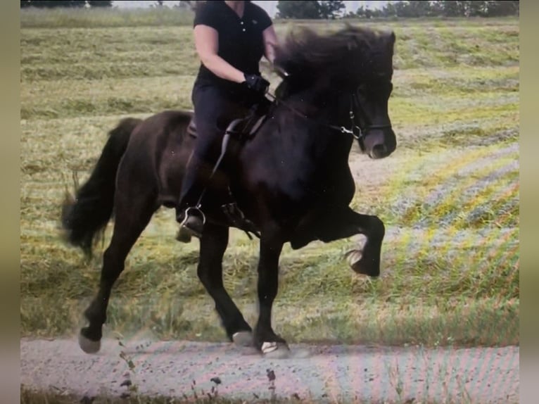 Caballos islandeses Caballo castrado 11 años 148 cm Negro in Kiefersfelden