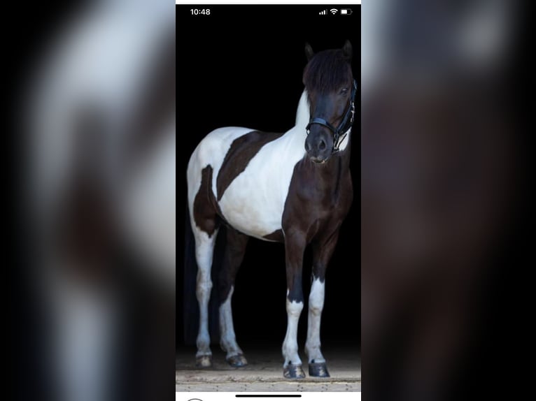 Caballos islandeses Caballo castrado 11 años 148 cm Pío in Düsseldorf