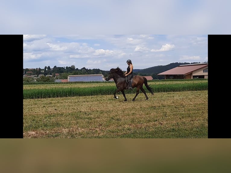 Caballos islandeses Caballo castrado 11 años 150 cm Morcillo in Börtlingen