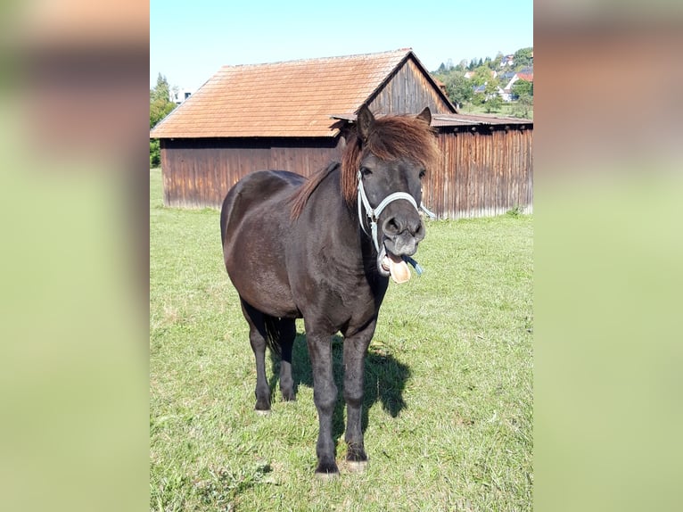 Caballos islandeses Caballo castrado 11 años 150 cm Morcillo in Börtlingen