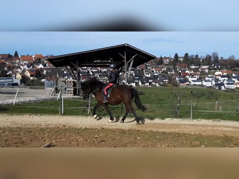 Caballos islandeses Caballo castrado 11 años 150 cm Morcillo in Börtlingen