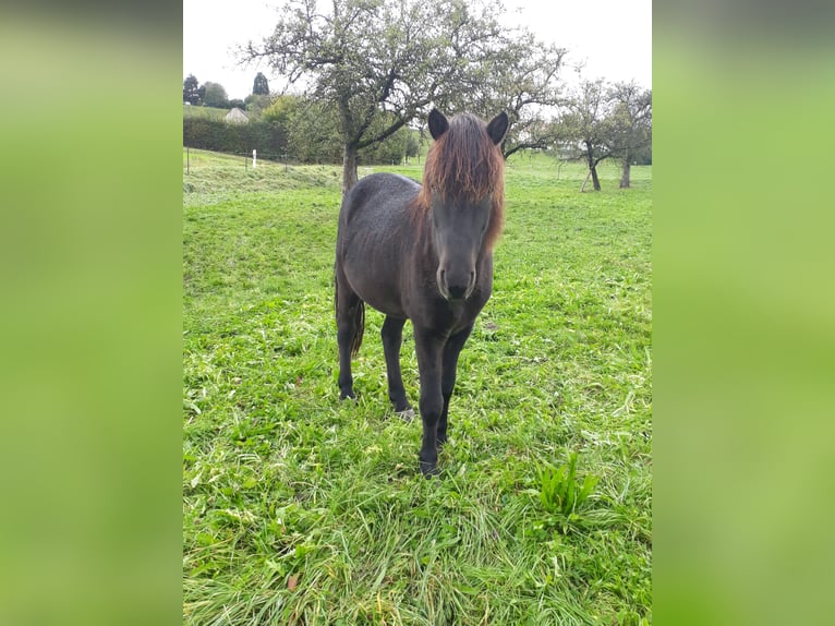 Caballos islandeses Caballo castrado 11 años 150 cm Morcillo in Börtlingen