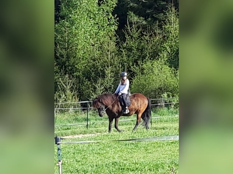 Caballos islandeses Caballo castrado 11 años 150 cm Morcillo in Börtlingen