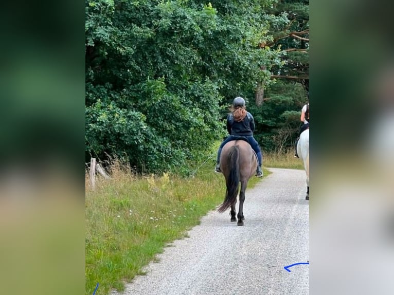 Caballos islandeses Mestizo Caballo castrado 11 años 151 cm Negro in Bergen