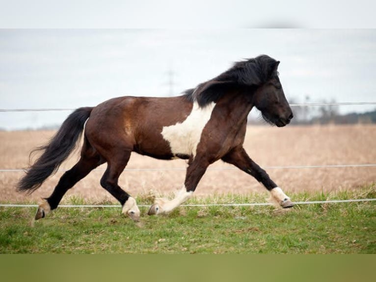 Caballos islandeses Caballo castrado 11 años 152 cm Pío in Morbach