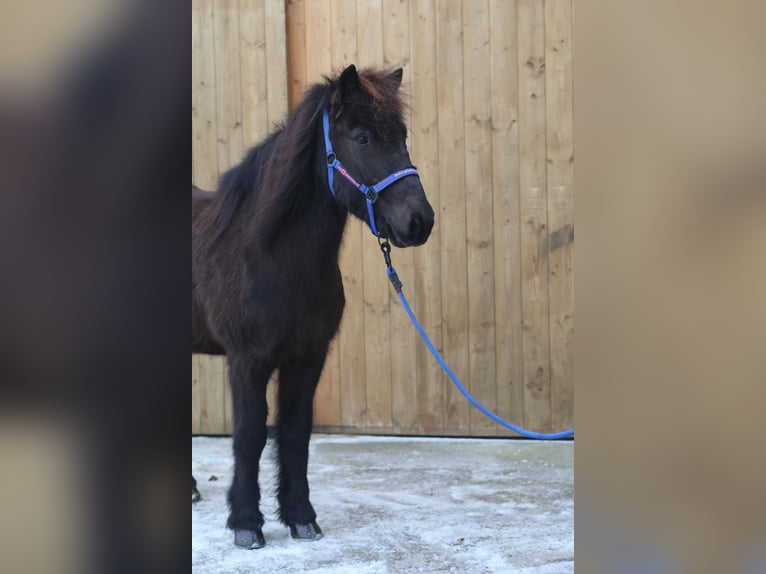 Caballos islandeses Caballo castrado 11 años Negro in Straßwalchen