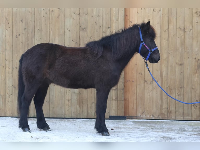 Caballos islandeses Caballo castrado 11 años Negro in Straßwalchen