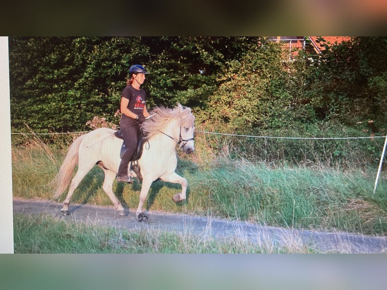 Caballos islandeses Caballo castrado 11 años Tordo in Marburg