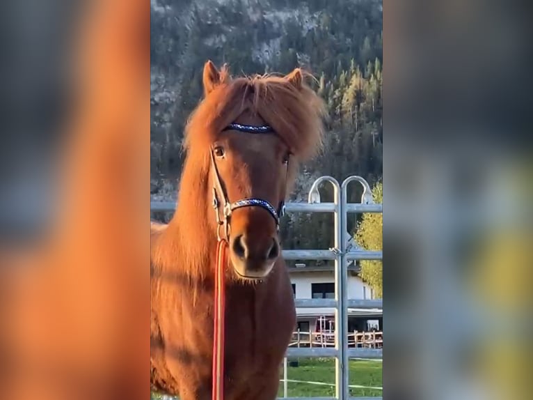 Caballos islandeses Caballo castrado 12 años 135 cm Alazán in Seefeld in Tirol