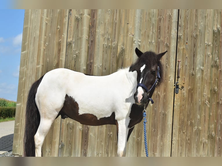 Caballos islandeses Mestizo Caballo castrado 12 años 136 cm Pío in Pappenheim - Ochsenhart