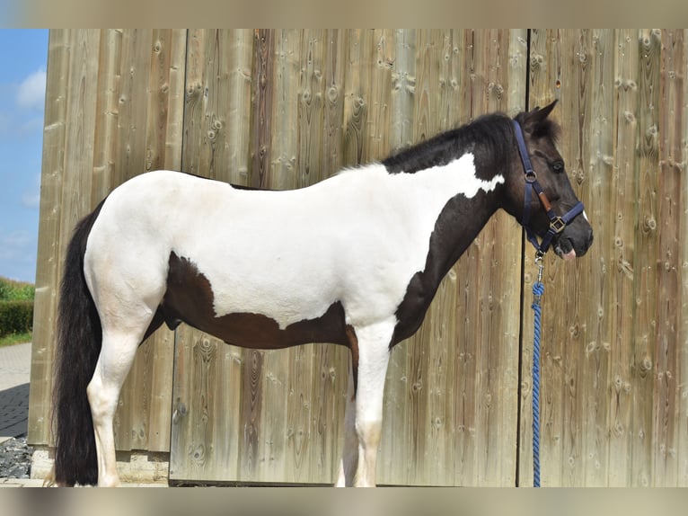 Caballos islandeses Mestizo Caballo castrado 12 años 136 cm Pío in Pappenheim - Ochsenhart