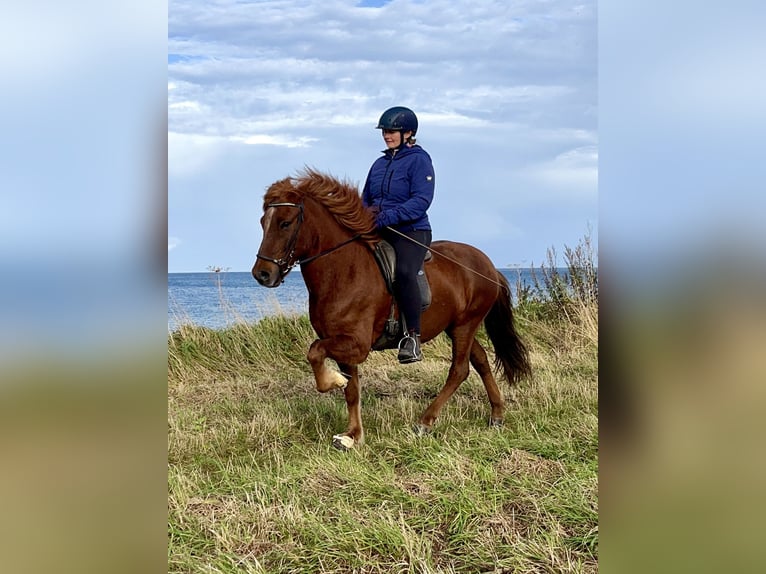 Caballos islandeses Caballo castrado 12 años 137 cm Alazán-tostado in Hohenfelde