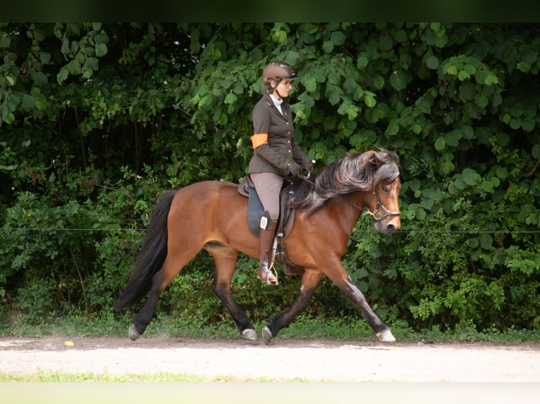 Caballos islandeses Caballo castrado 12 años 137 cm Castaño in Amerongen
