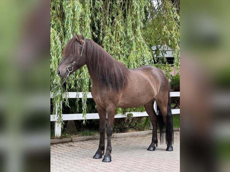 Caballos islandeses Caballo castrado 12 años 137 cm Negro in Lochen am See