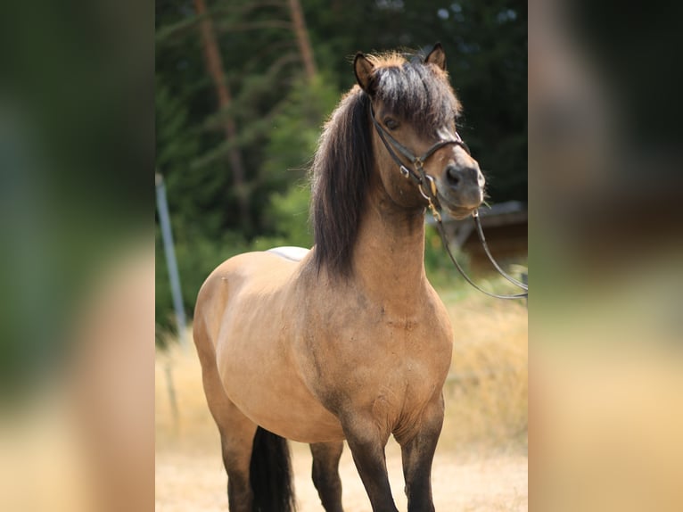 Caballos islandeses Caballo castrado 12 años 139 cm Bayo in Regenstauf