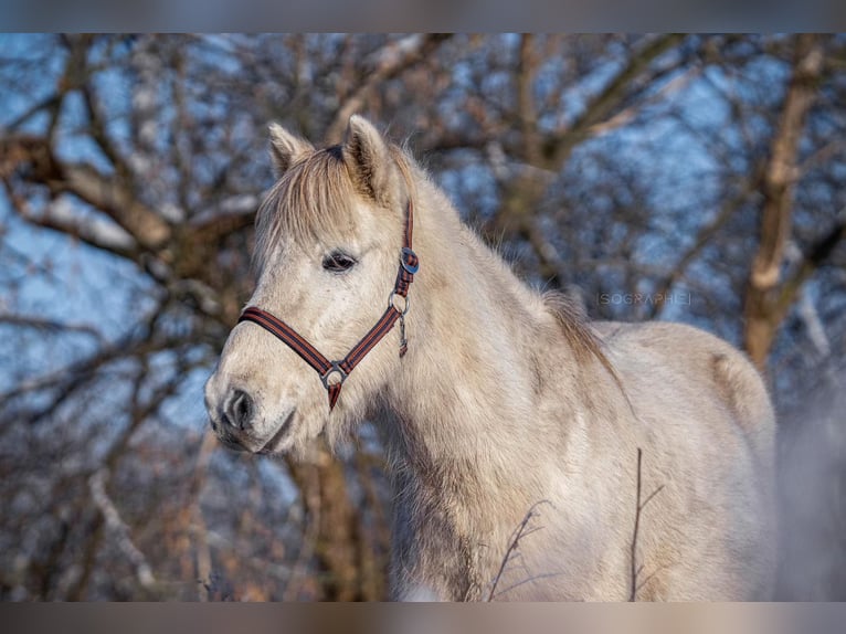 Caballos islandeses Caballo castrado 12 años 140 cm Tordo in Ruhlsdorf