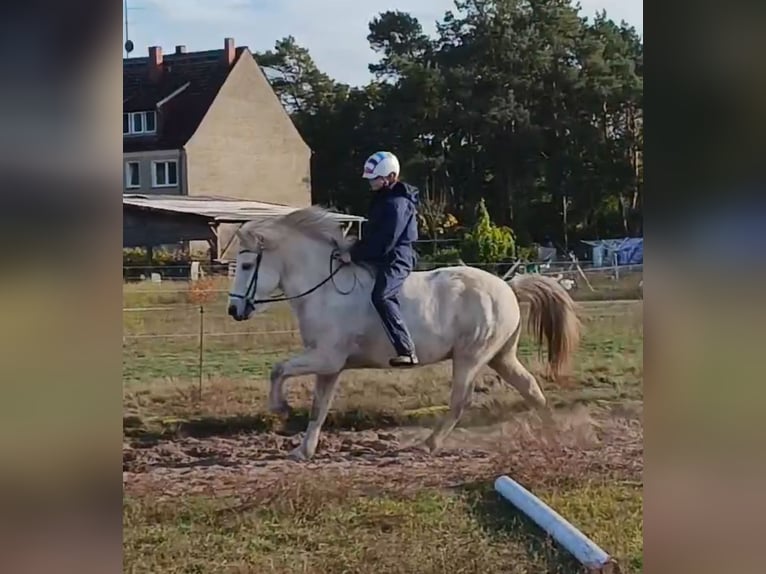 Caballos islandeses Caballo castrado 12 años 140 cm Tordo in Ruhlsdorf