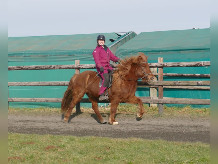 Caballos islandeses Caballo castrado 12 años 141 cm Alazán in Euskirchen