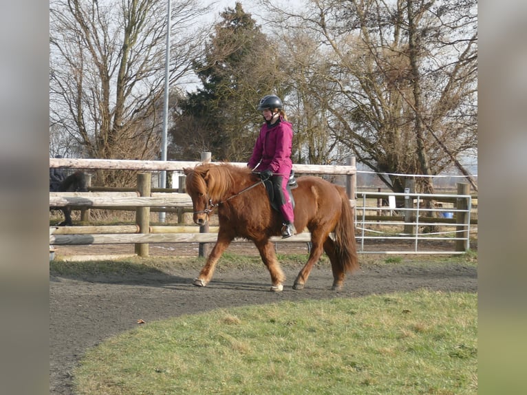 Caballos islandeses Caballo castrado 12 años 141 cm Alazán in Euskirchen