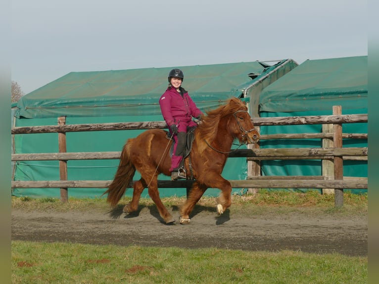 Caballos islandeses Caballo castrado 12 años 141 cm Alazán in Euskirchen