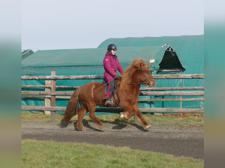 Caballos islandeses Caballo castrado 12 años 141 cm Alazán in Euskirchen