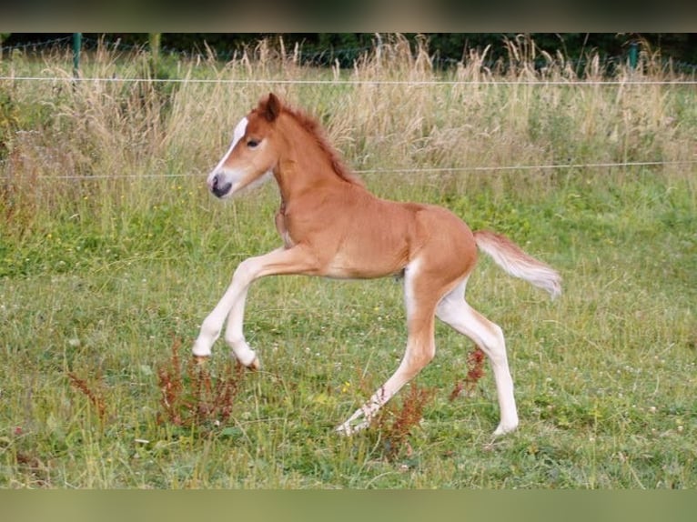 Caballos islandeses Caballo castrado 12 años 142 cm Alazán-tostado in Nettersheim