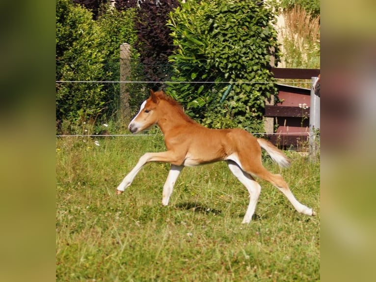 Caballos islandeses Caballo castrado 12 años 142 cm Alazán-tostado in Nettersheim