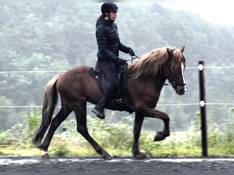 Caballos islandeses Caballo castrado 12 años 142 cm Alazán-tostado in Nettersheim