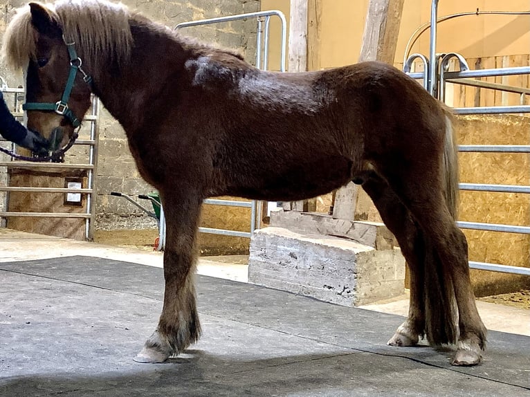 Caballos islandeses Caballo castrado 12 años 142 cm Alazán-tostado in Nettersheim