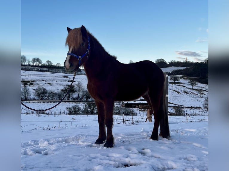 Caballos islandeses Caballo castrado 12 años 142 cm Alazán-tostado in Nettersheim