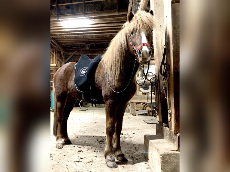 Caballos islandeses Caballo castrado 12 años 142 cm Alazán-tostado in Nettersheim