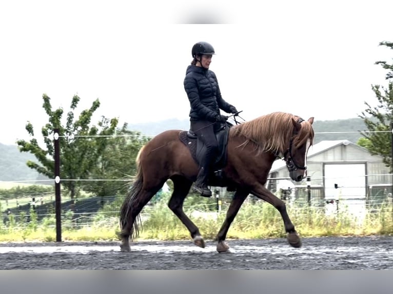 Caballos islandeses Caballo castrado 12 años 142 cm Alazán-tostado in Nettersheim