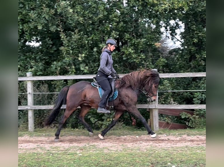 Caballos islandeses Caballo castrado 12 años 142 cm Castaño in Klein Köhren