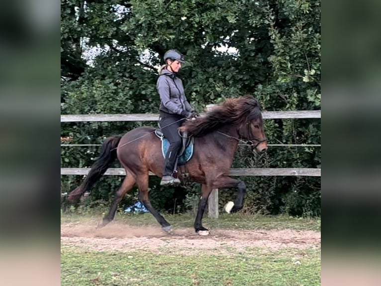 Caballos islandeses Caballo castrado 12 años 142 cm Castaño in Klein Köhren