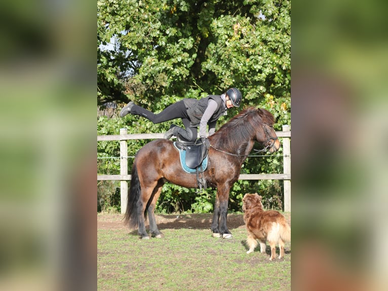 Caballos islandeses Caballo castrado 12 años 142 cm Castaño in Klein Köhren