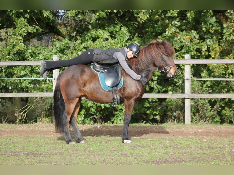 Caballos islandeses Caballo castrado 12 años 142 cm Castaño in Klein Köhren