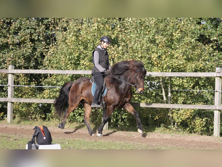 Caballos islandeses Caballo castrado 12 años 142 cm Castaño in Klein Köhren