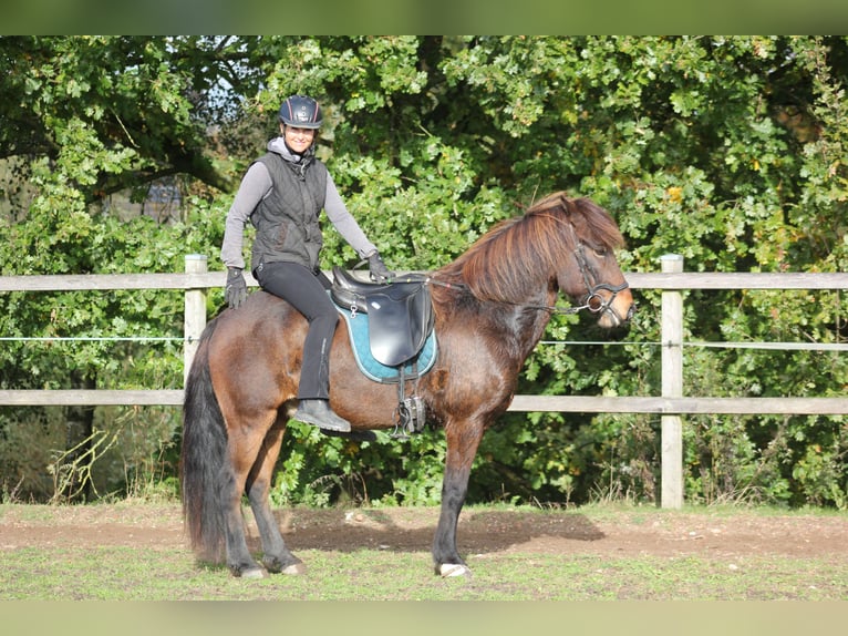 Caballos islandeses Caballo castrado 12 años 142 cm Castaño in Klein Köhren