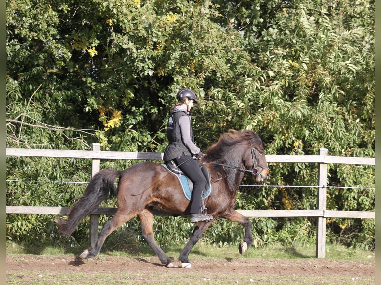 Caballos islandeses Caballo castrado 12 años 142 cm Castaño in Klein Köhren