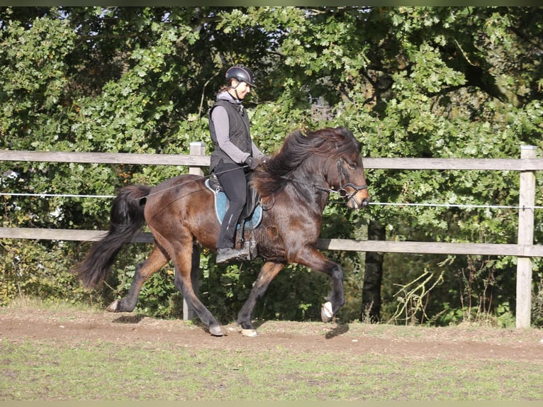 Caballos islandeses Caballo castrado 12 años 142 cm Castaño in Klein Köhren