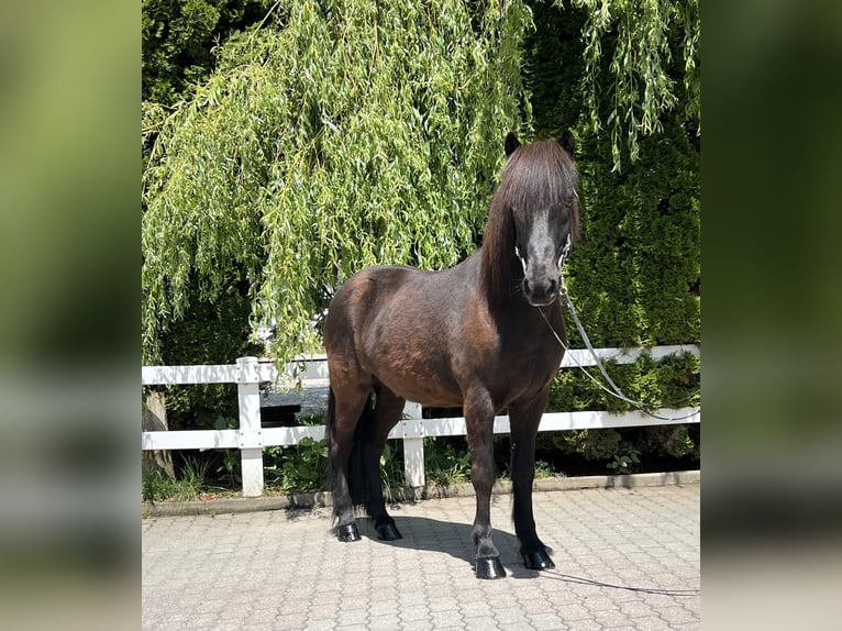 Caballos islandeses Caballo castrado 12 años 142 cm Negro in Lochen am See