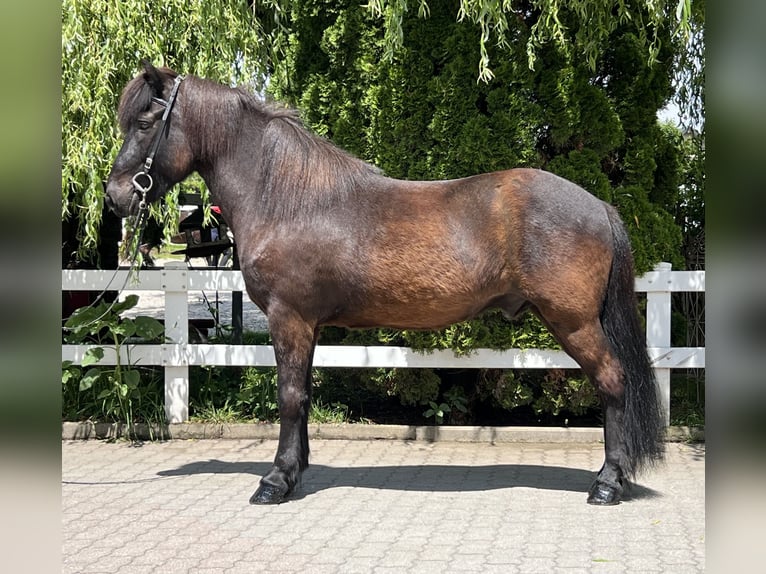 Caballos islandeses Caballo castrado 12 años 142 cm Negro in Lochen am See