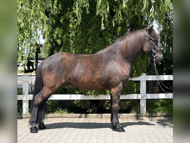 Caballos islandeses Caballo castrado 12 años 142 cm Negro in Lochen am See