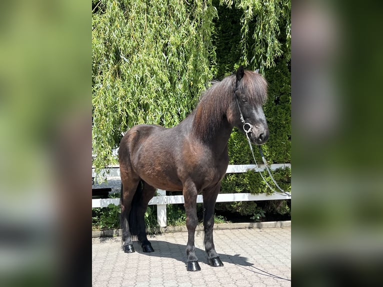 Caballos islandeses Caballo castrado 12 años 142 cm Negro in Lochen am See