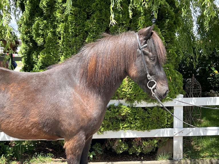 Caballos islandeses Caballo castrado 12 años 142 cm Negro in Lochen am See