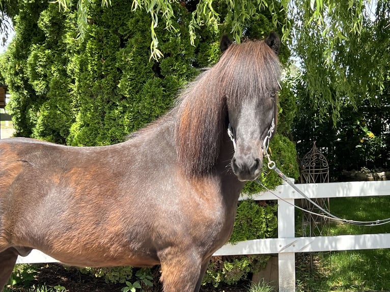 Caballos islandeses Caballo castrado 12 años 142 cm Negro in Lochen am See