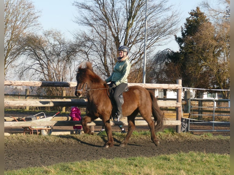 Caballos islandeses Caballo castrado 12 años 142 cm Negro in Euskirchen