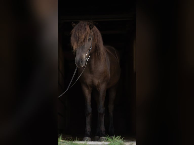 Caballos islandeses Caballo castrado 12 años 142 cm Negro in Euskirchen