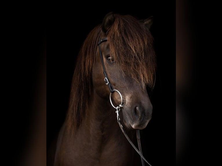 Caballos islandeses Caballo castrado 12 años 142 cm Negro in Euskirchen