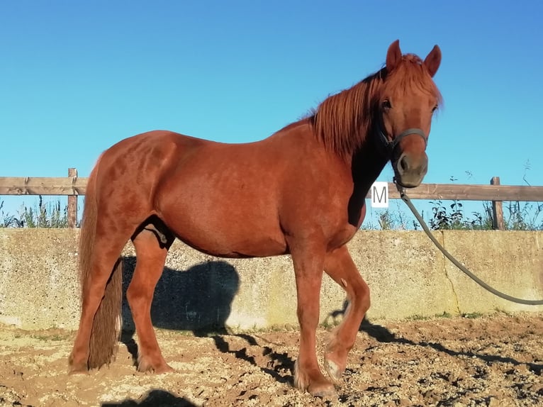 Caballos islandeses Caballo castrado 12 años 143 cm Alazán in Raisting